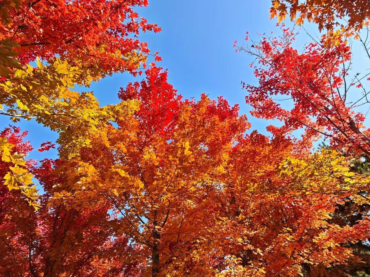 近日，北京市出台政策，鼓励高校毕业生在京就业，放宽了高校毕业生参加招考（聘）条件
