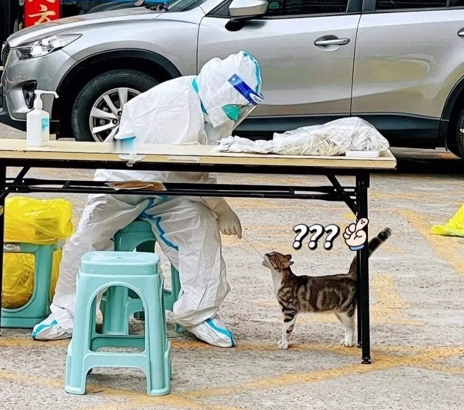 猫：今天也是难受的一天天天被捅！