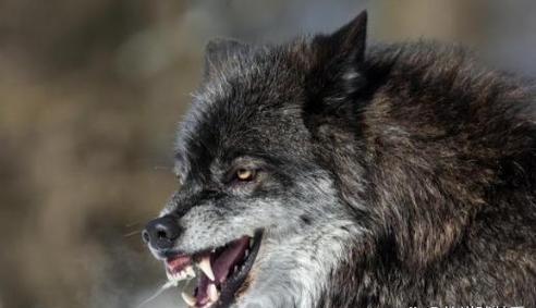 1895年，著名的“疯子驯兽师”亨德森，为了培育新的犬种，竟将100只比特犬放进