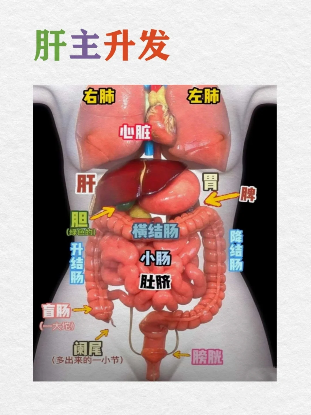 零基础学道医31天｜道医教你如何养肝..