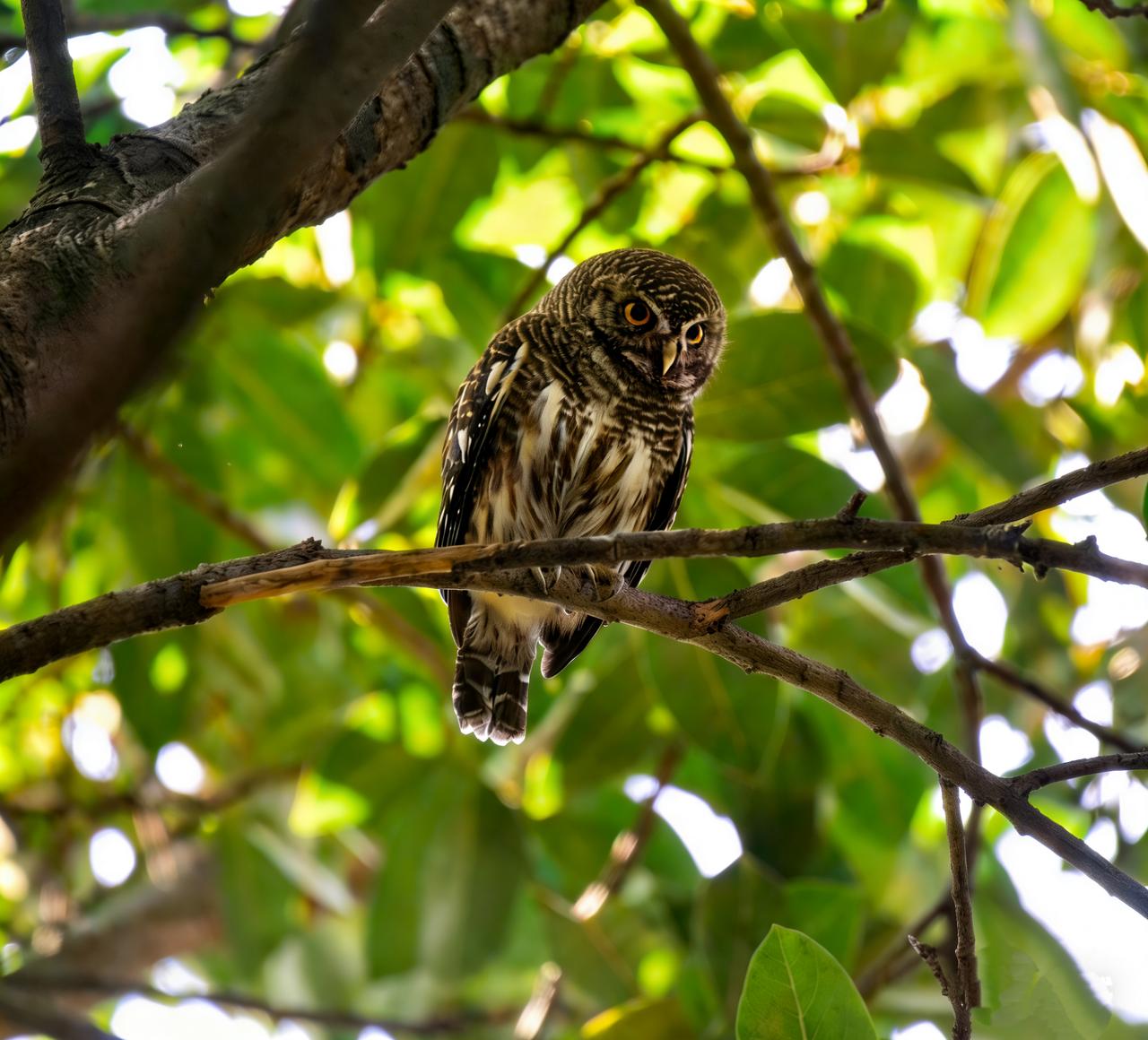 流花湖公园班头鸺鹠