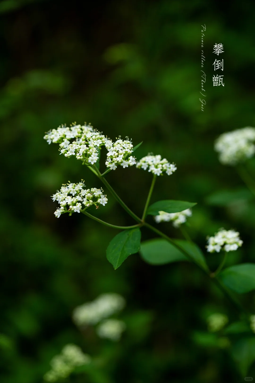 攀倒甑