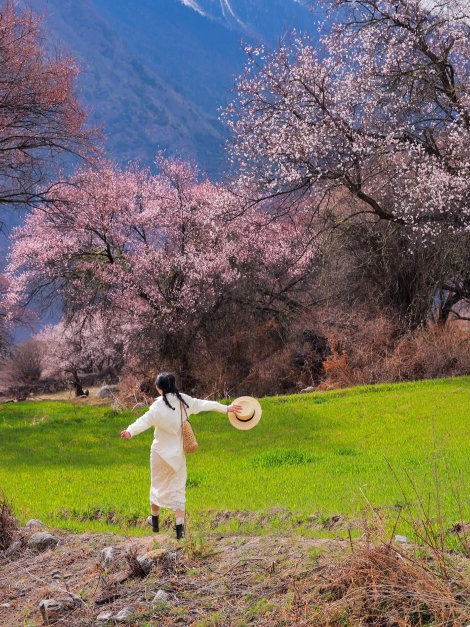 🌸2025林芝桃花节倒计时！错过再等一年！