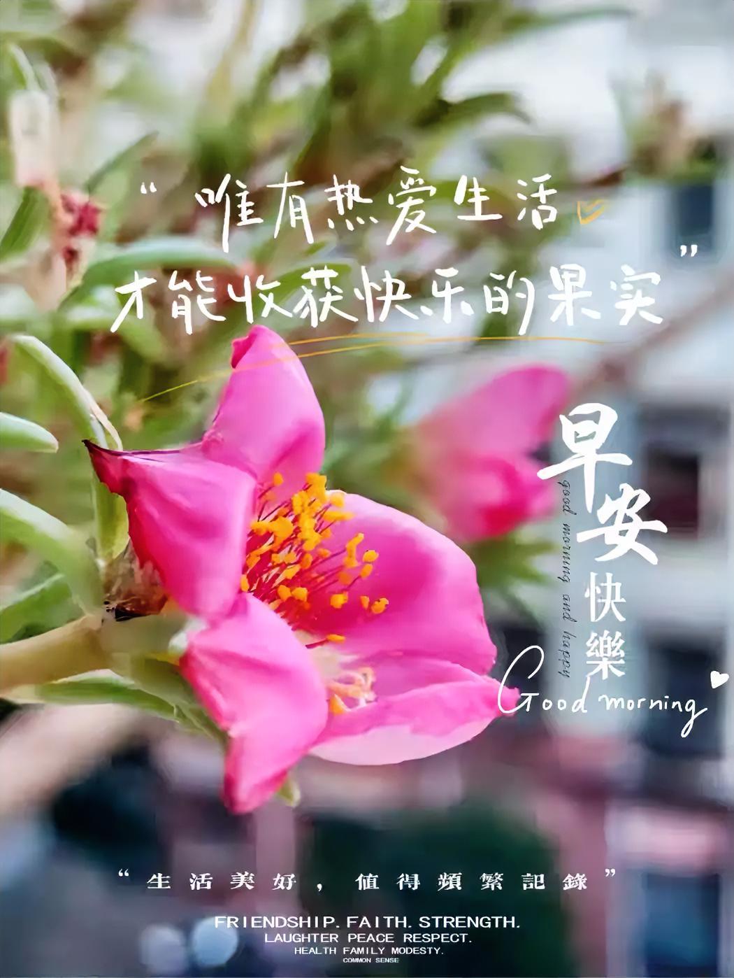 热爱生活，方能收获快乐的果实。瞧这朵粉色小花，多治愈。早安，美好生活值得记录！
