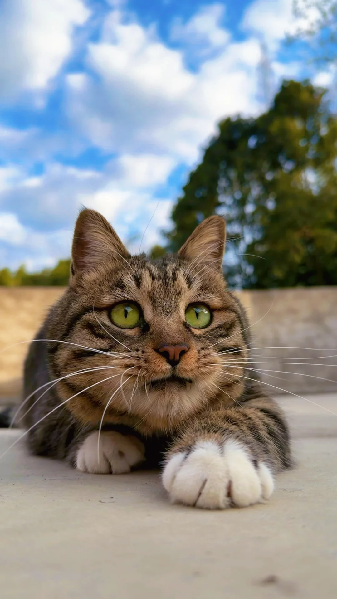 村里的油菜花开啦～～ 小猫也好可爱