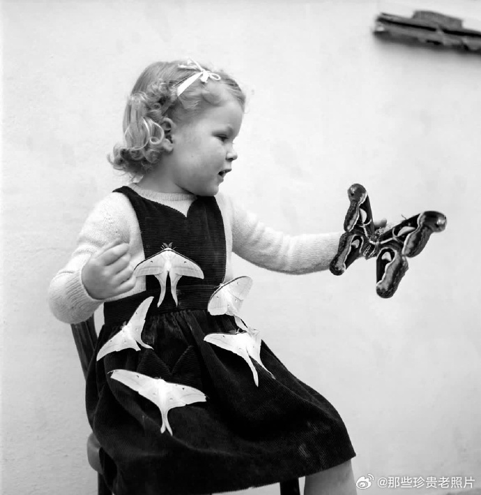 1957年美国，春季，小女孩和一只阿特拉斯大飞蛾 ，五只中国月蛾 