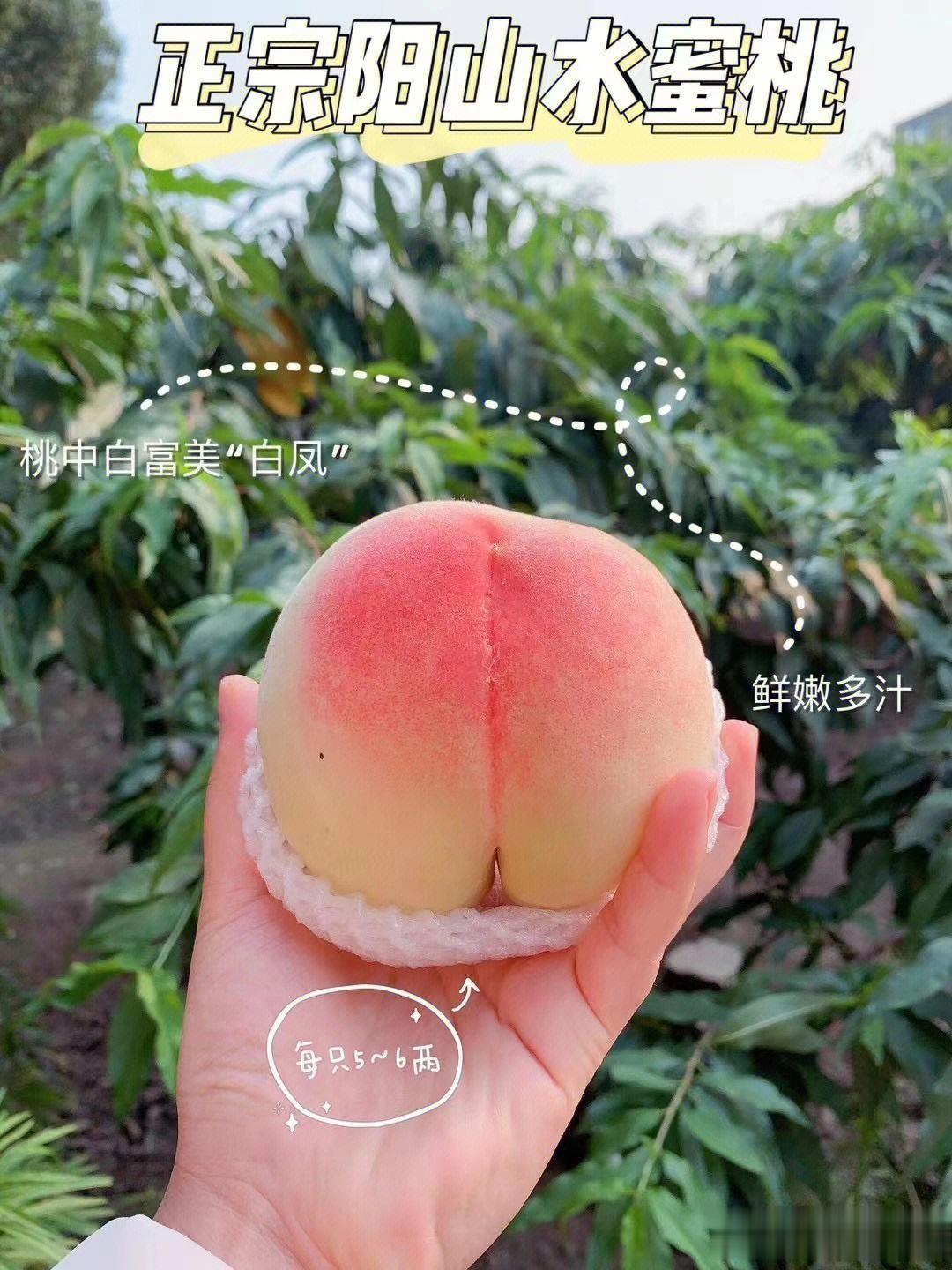 苏州有一个很奇怪的现象，一些以前普通人家都可以吃得起的食物，这几年价格正在慢慢上