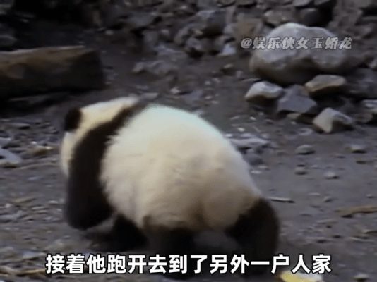 实名羡慕！以前四川人居然能在家养熊猫，这段纪录片看哭无数人
 
很难想象几十年前