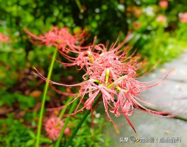 小日子
 
阳光斜斜，溜进窗缝
猫蜷在沙发一角，打个轻鼾
 
水杯里的热气，慢慢