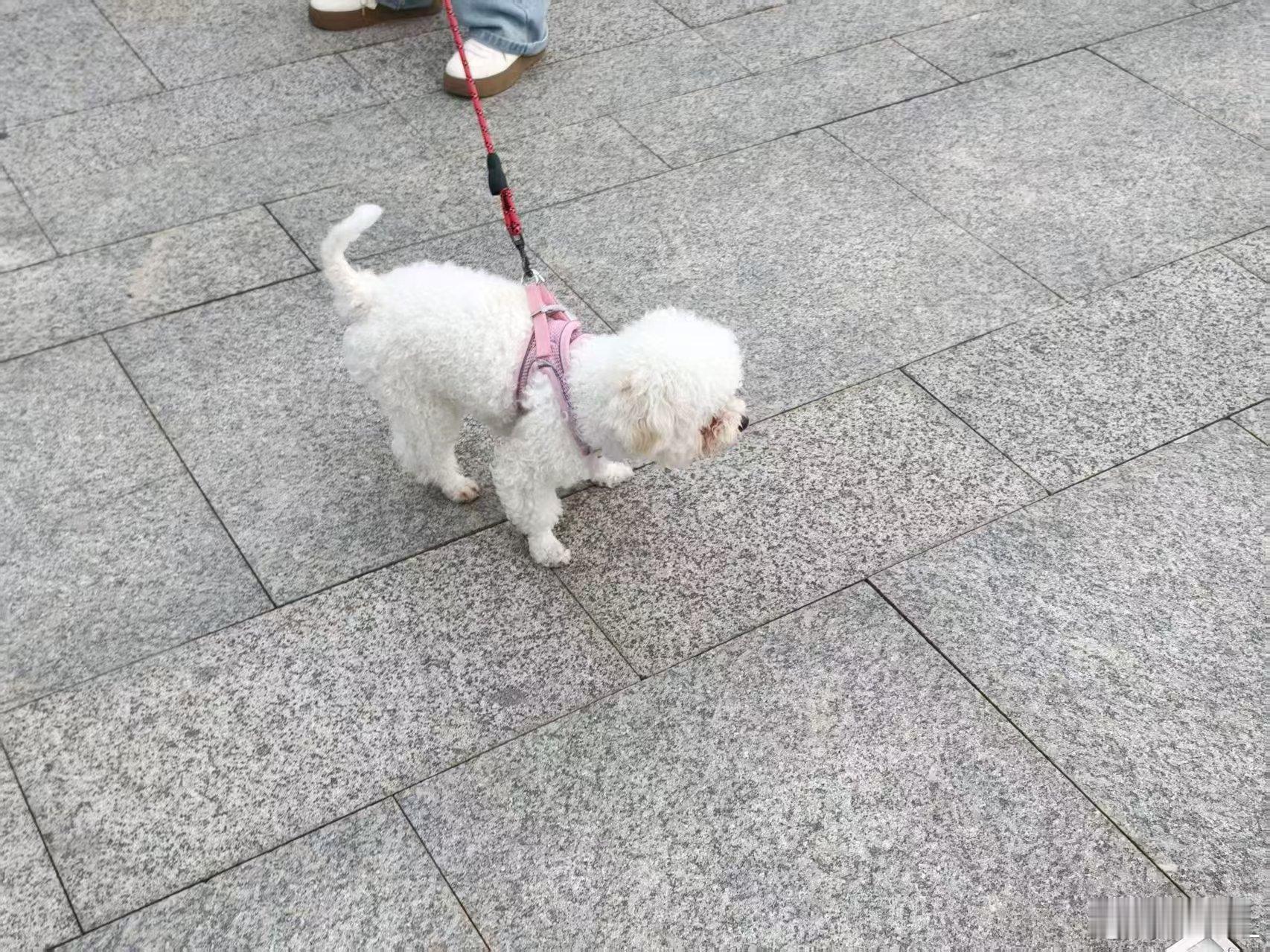 金华人给萌宠开了场派对当I型宠物被迫出门营业金华萌宠派对好有爱！各类萌宠齐聚，可