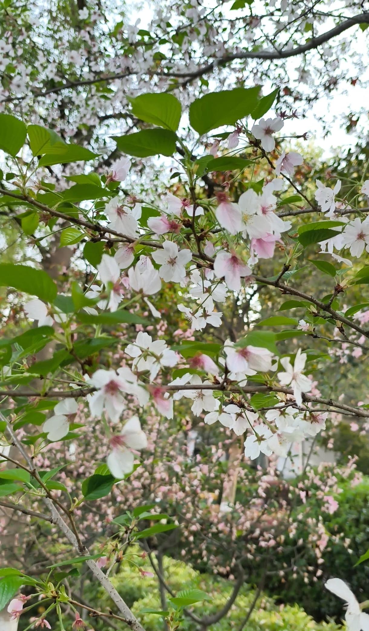 分享一张花开的照片它的色彩丰富且独特，在阳光的照耀下，闪耀着迷人的光泽。花瓣的形