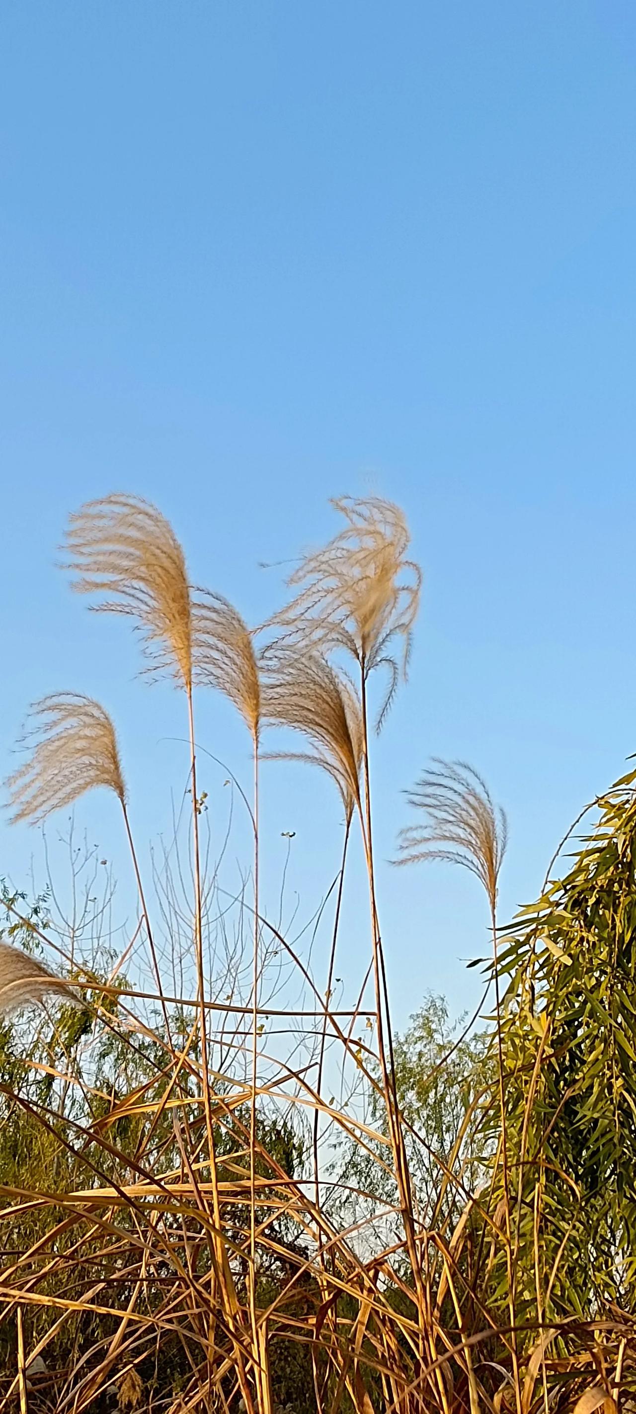 上联：一瓶二锅头，求下联二两三叶菜。