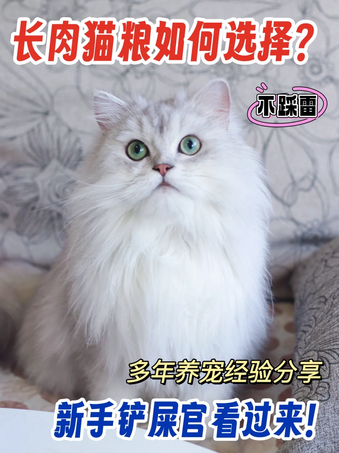 长肉猫粮如何选择？多年养宠经验分享！