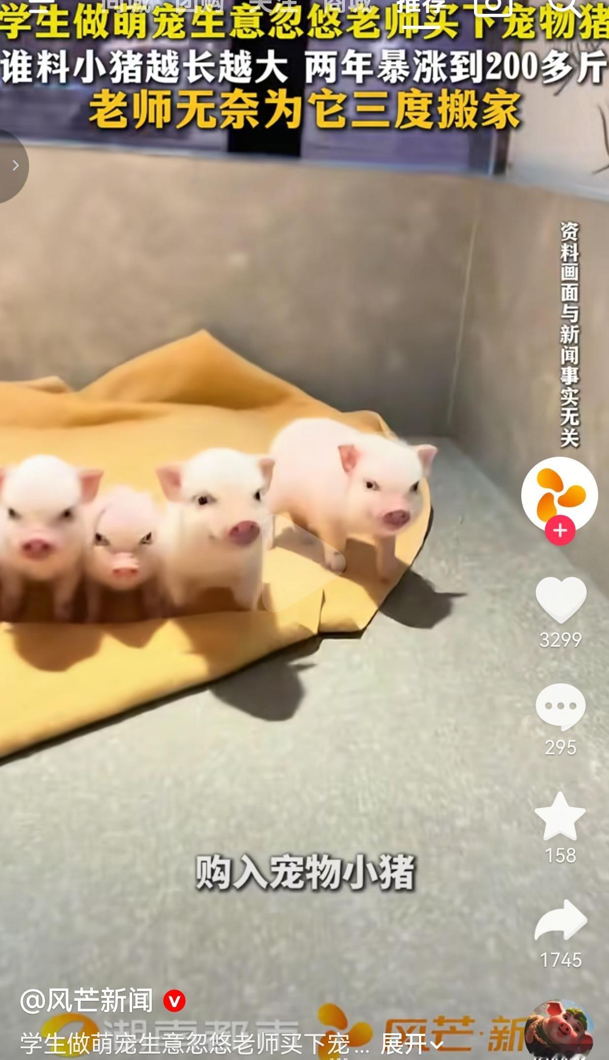 浙江一位老师，一时心动，从做萌宠生意的大四学生手里买回一只小猪。
 
学生信誓旦