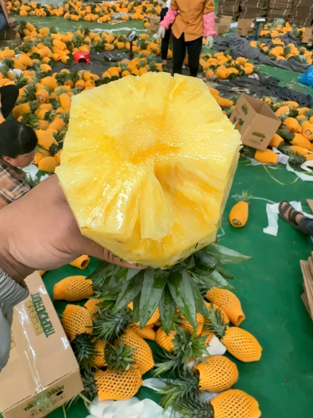 急眼了，砸锅卖铁也要让你们吃到自然熟的🍍！