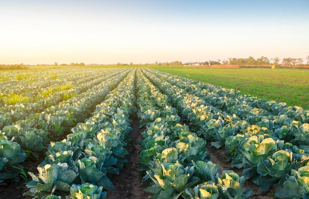 我在头条晒家乡 
阳光下的绿色海洋，
丰收在望的白菜田。
白菜丰收让农民增收，