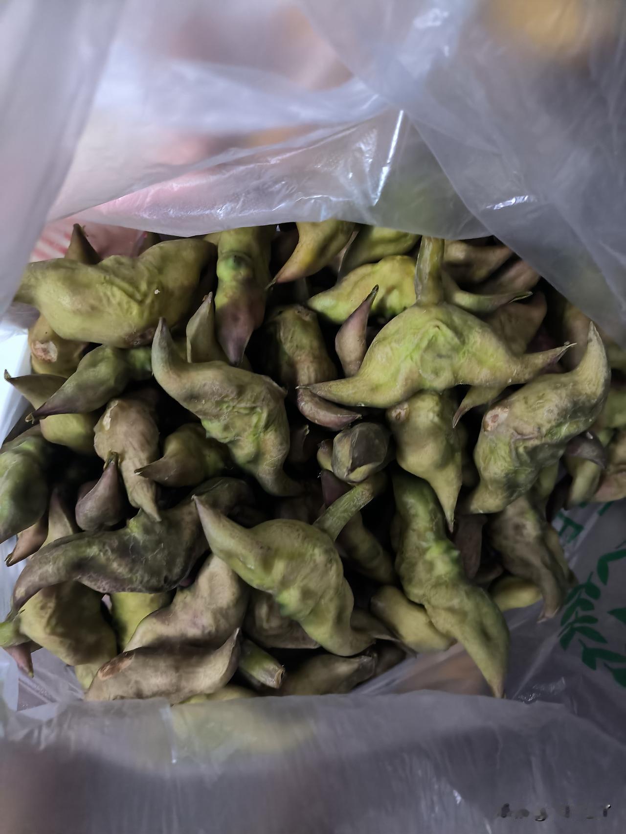 一锅菱角，倒掉太可惜了！同事来上班，提上来几袋子菱角。说是他亲戚种的菱角，在楼下