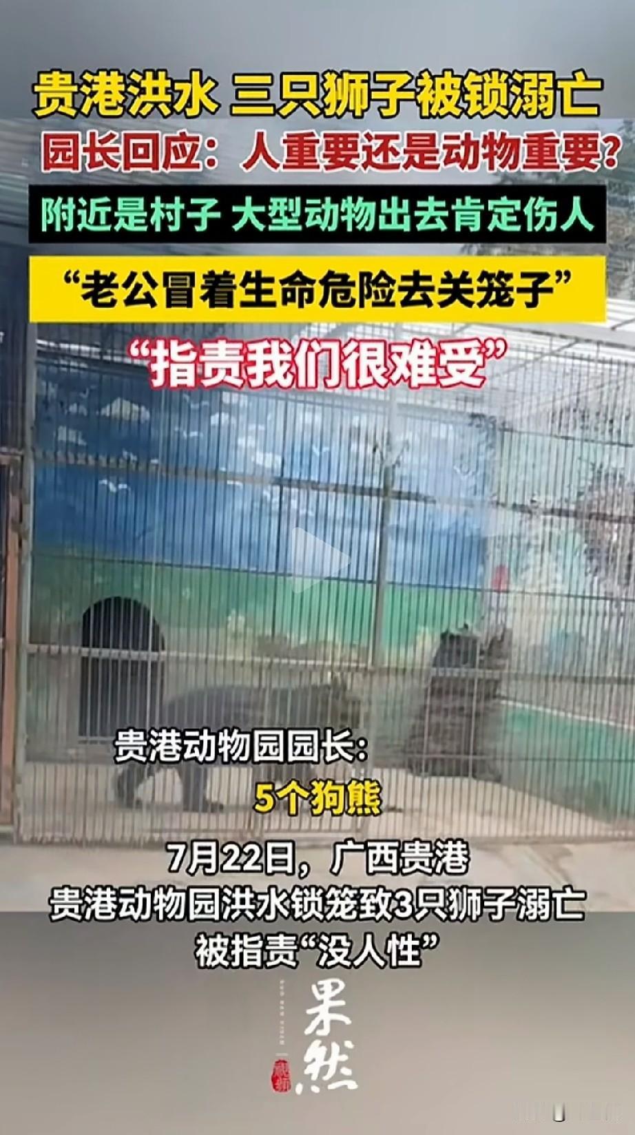 受台风“美莎克”影响，广西贵港一动物园工作人员一工作人员瞒着生命危险把狮子关在笼