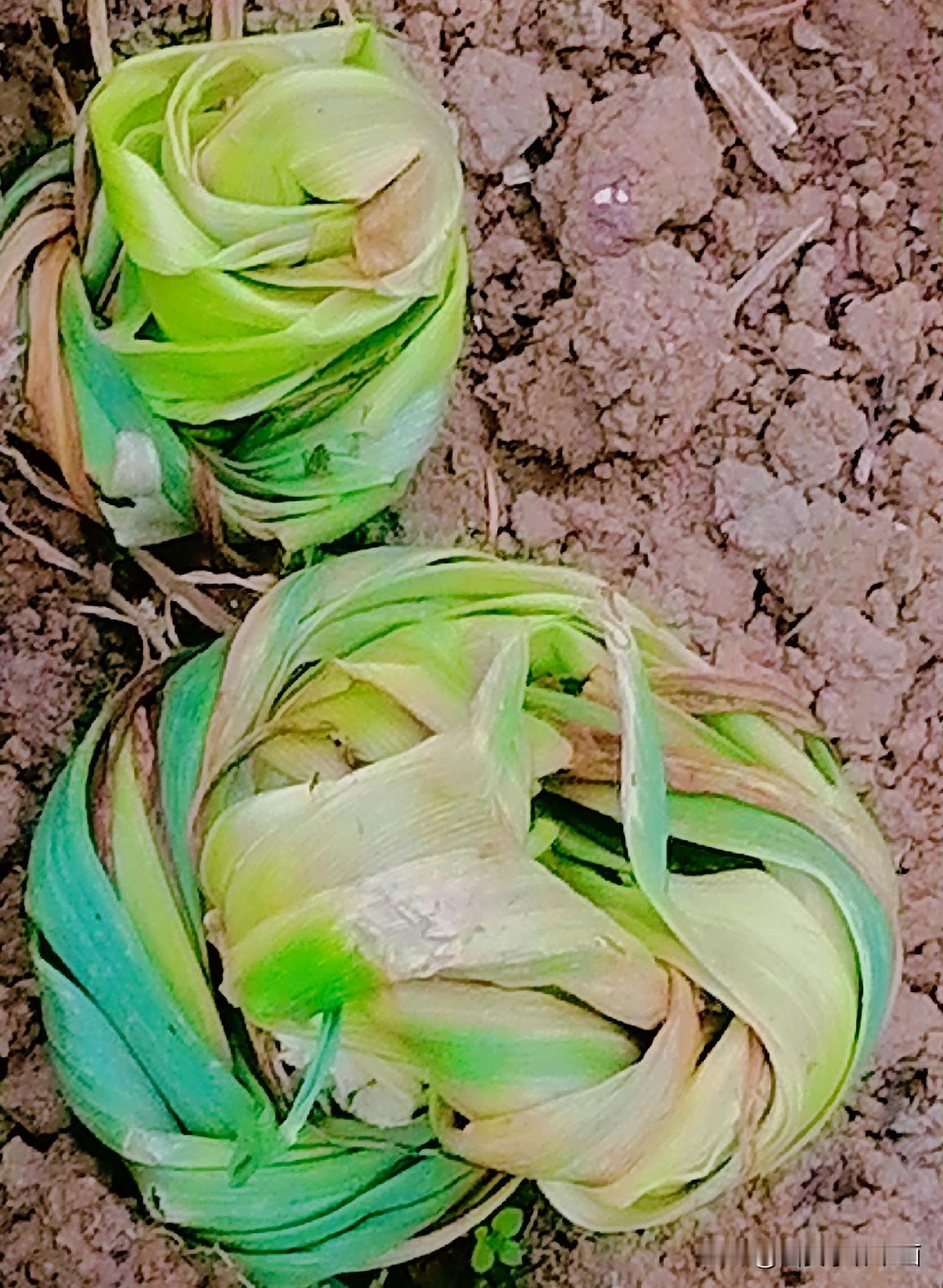 《蒜苗取苔成为艺术品（李林摄于汉中城固）》