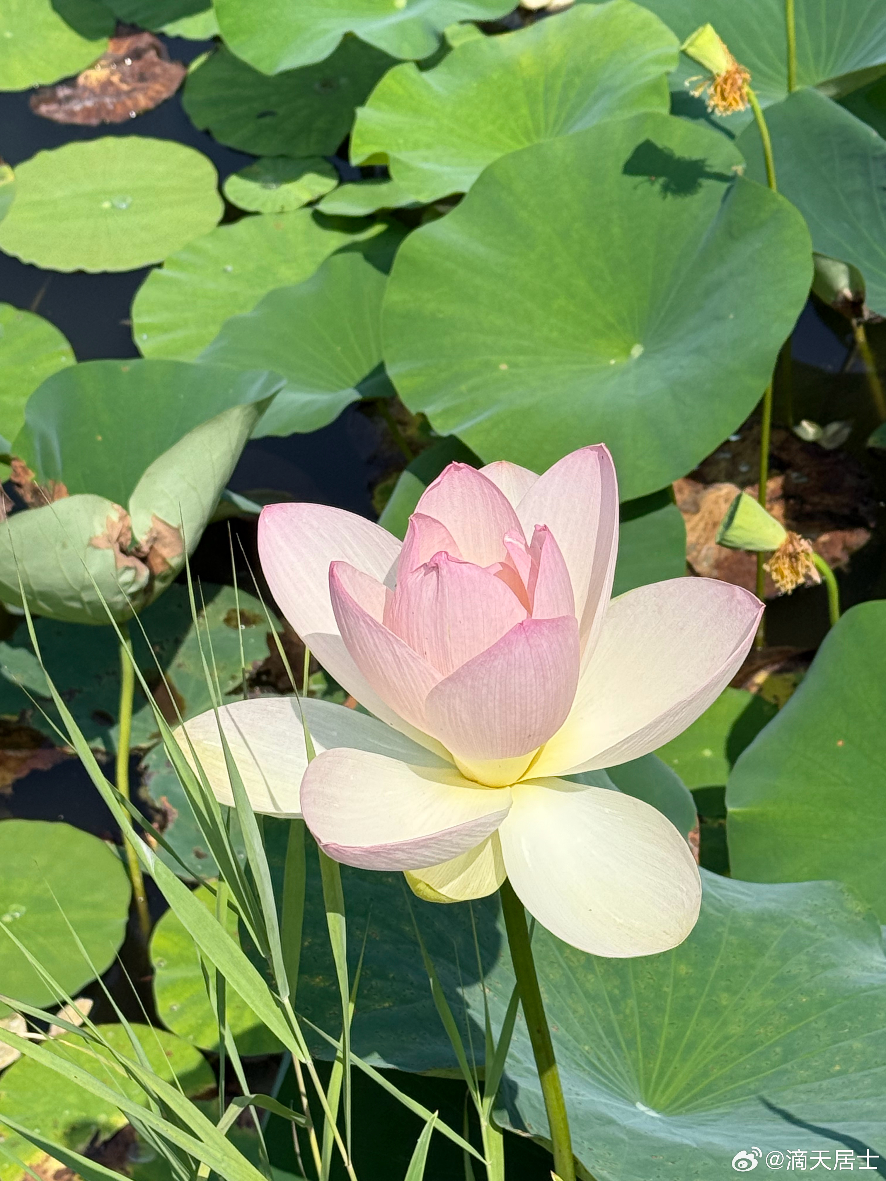    8月7号立秋，进入了丙申月，就是丙午年的丙申月。这里的火的能量依旧也很强，