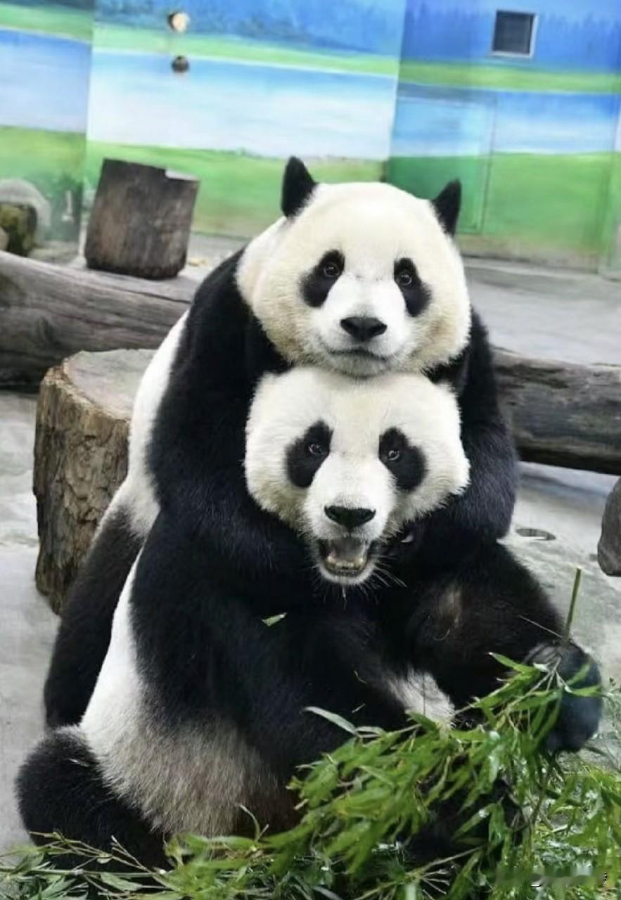 台北动物园上演了一场实实在在的不要脸，日本个别政客妄言日台熊猫交流，对此台北动物