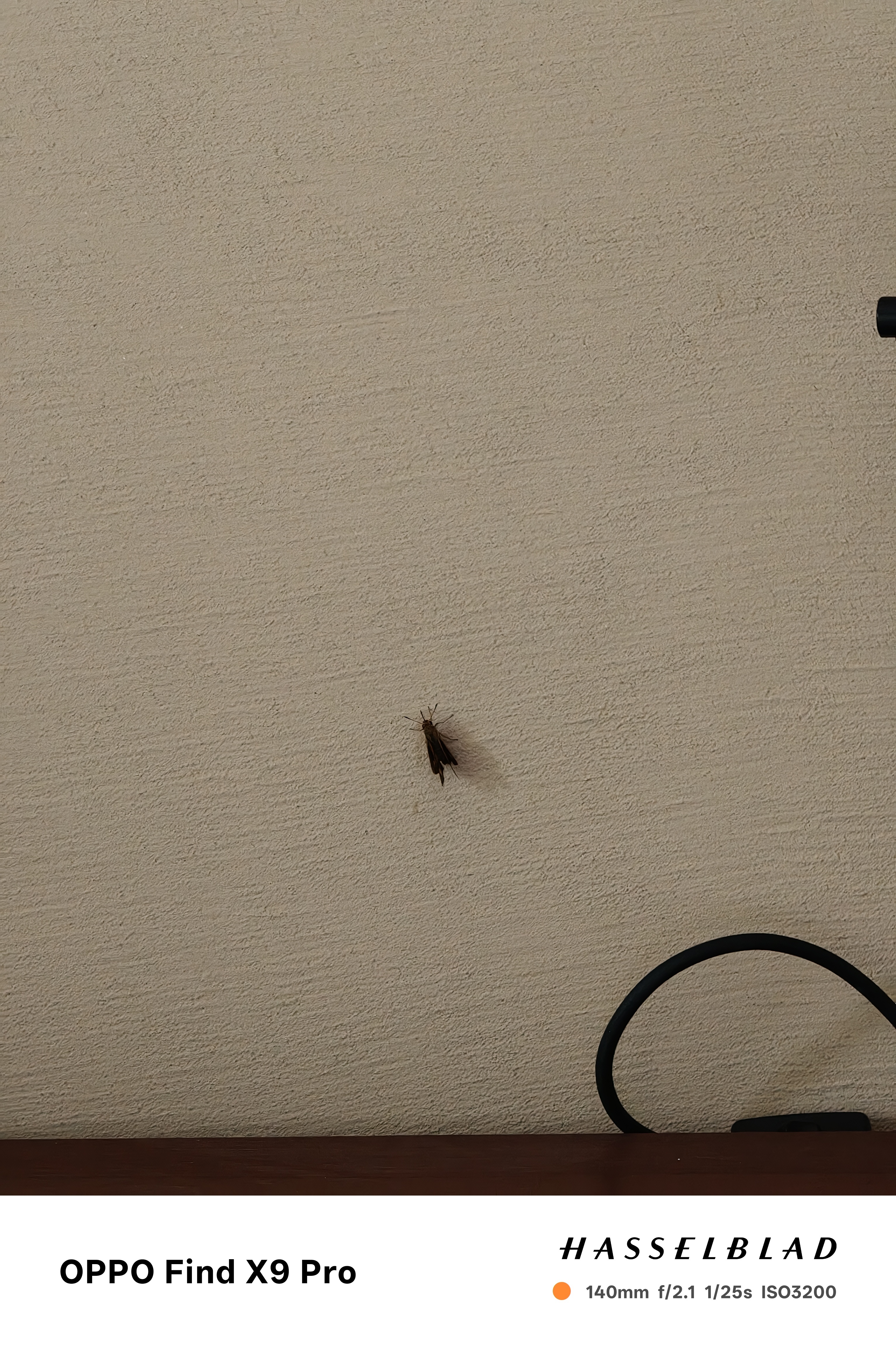 刚睡醒，酒店门旁边趴了一只这样的虫子。[捂嘴哭]这是啥虫？ ​​​