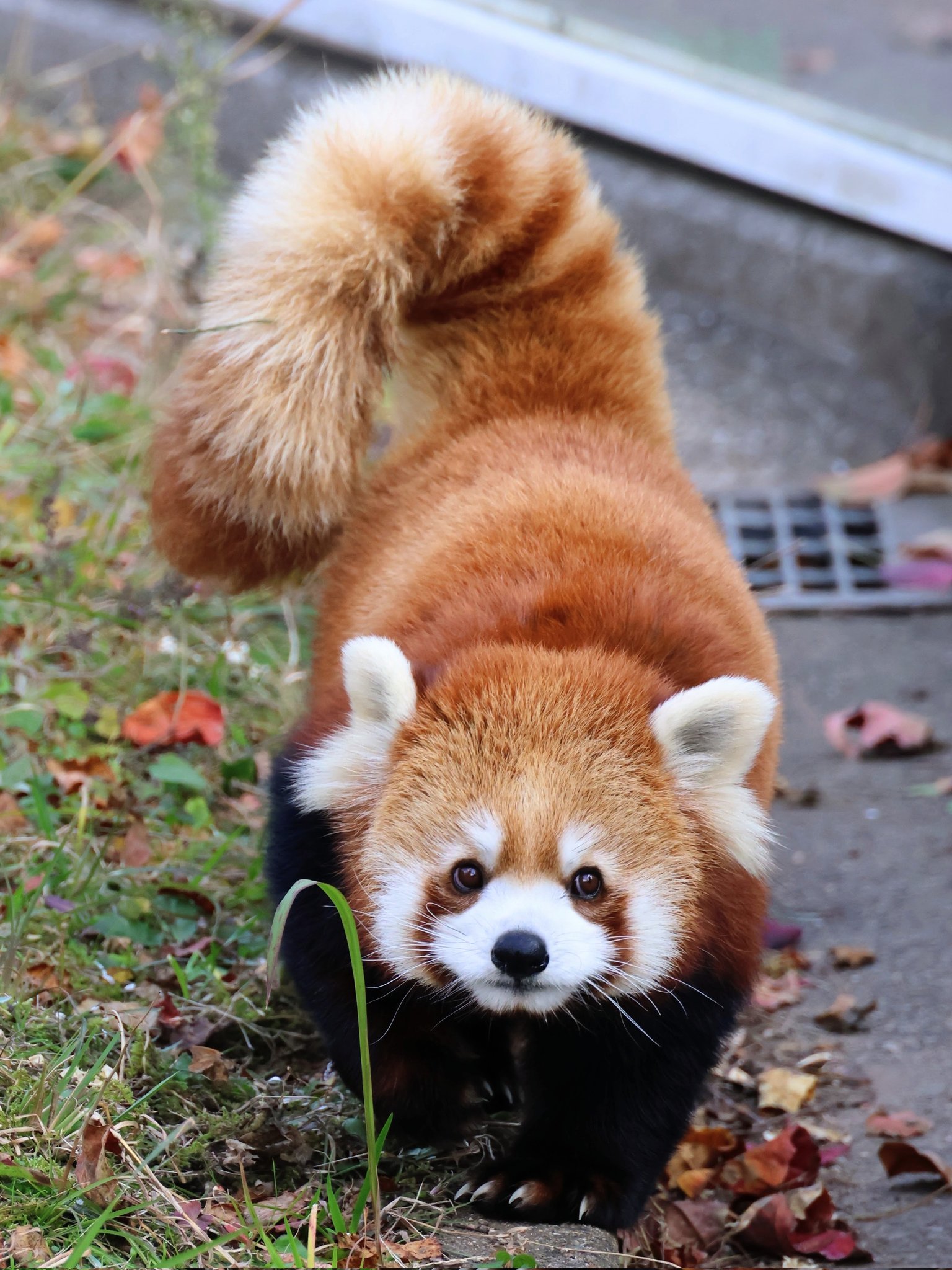 小熊猫 我们女明星优香，在尾巴和颜值两方面都很能打！【推：yucchin1125