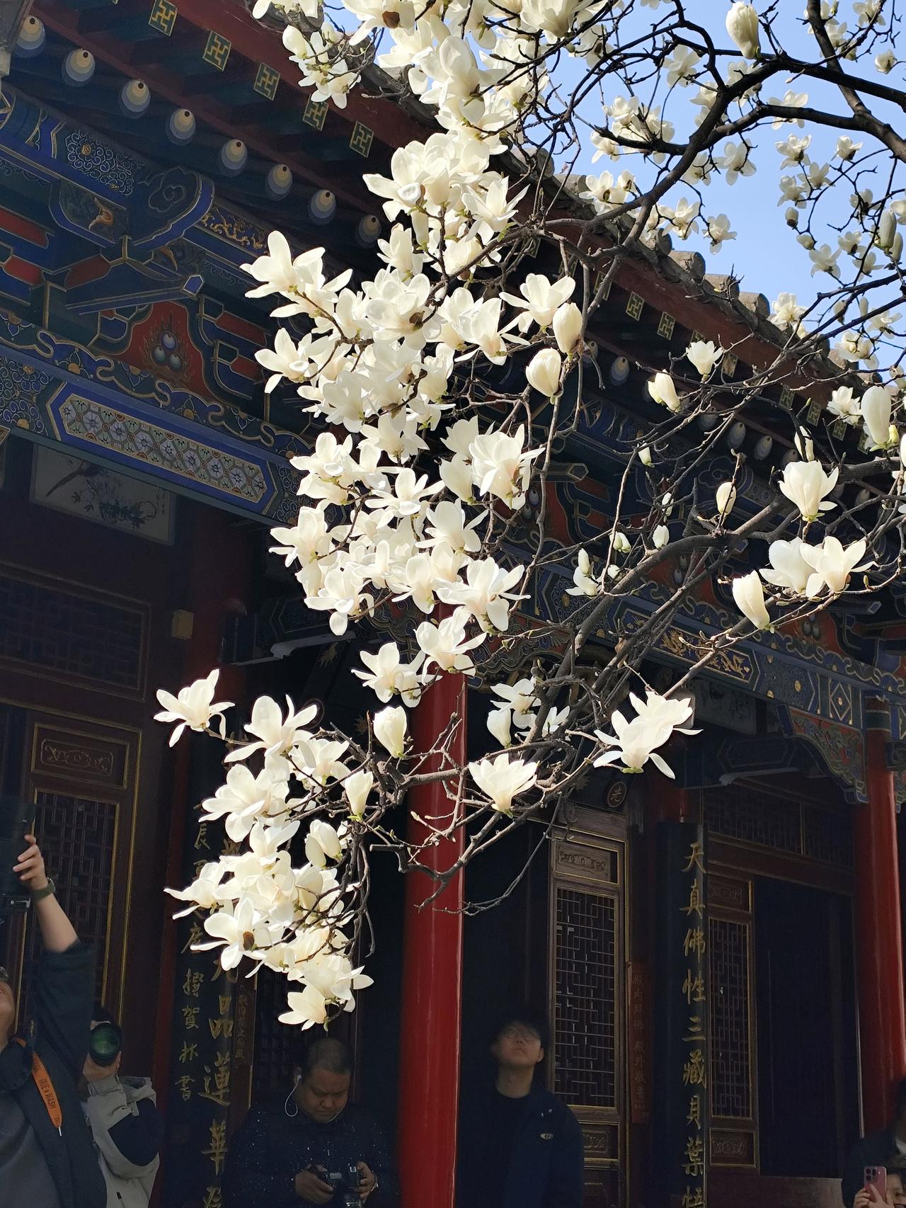 卧龙禅寺的白玉兰，值得专门跑一趟吗？手机实拍告诉你答案！文昌门内柏树林街，这座始