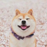 灿贵捧社会