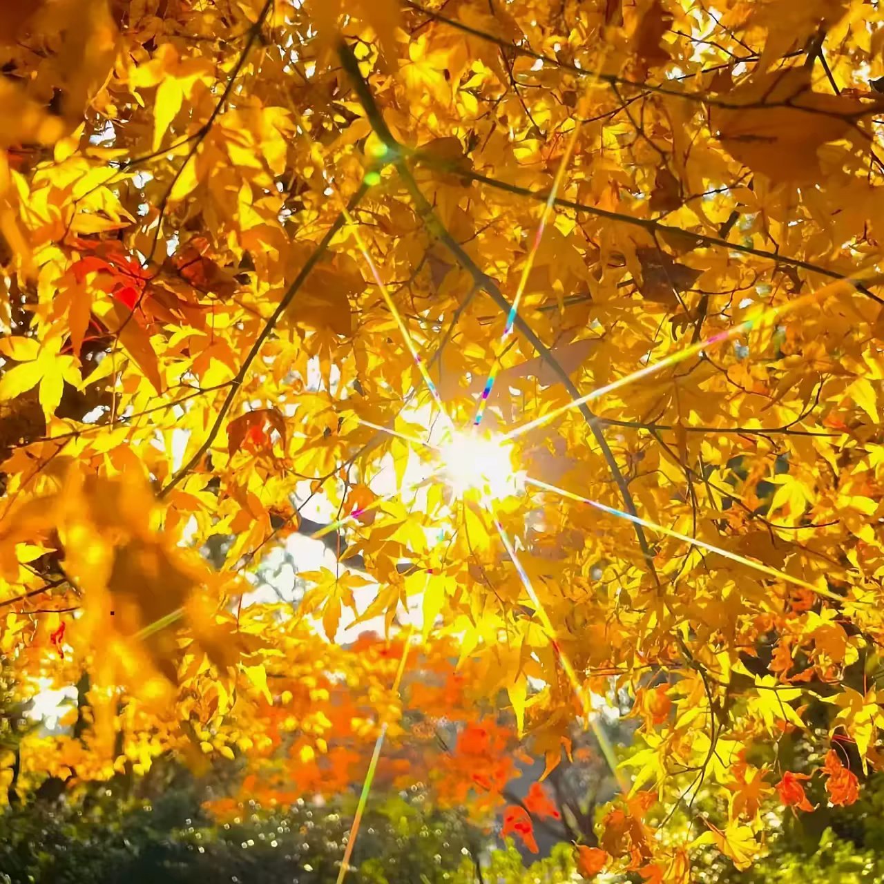 黄色系朋友圈背景图推荐💛🍂♪└|∵|┐♪└|∵|┘♪┌|∵|┘♪朋友圈背景图