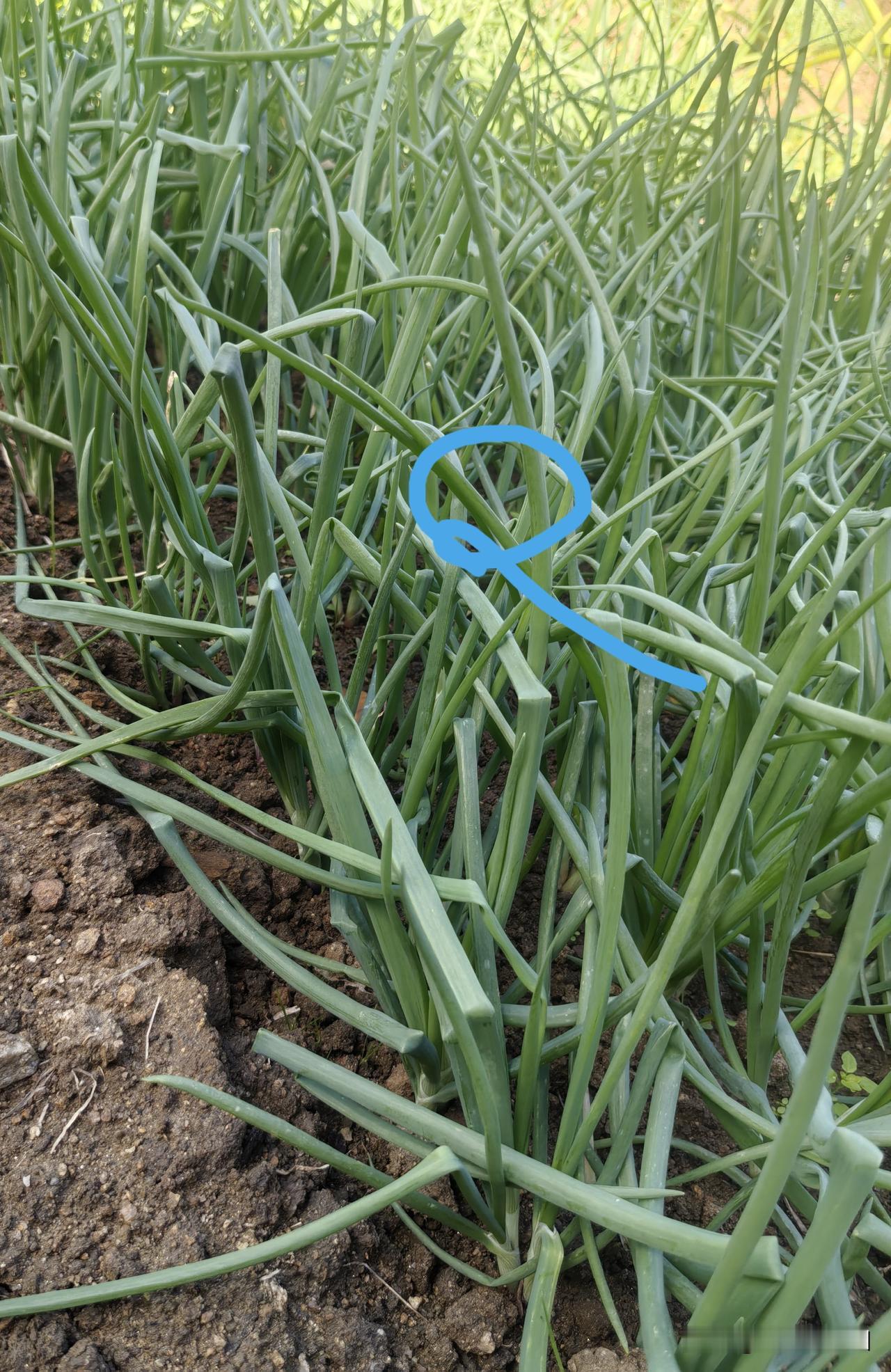 白露插播洋葱，霜降吃上了——洋葱种植生长笔记（5）

看过这个洋葱种植生长系列的