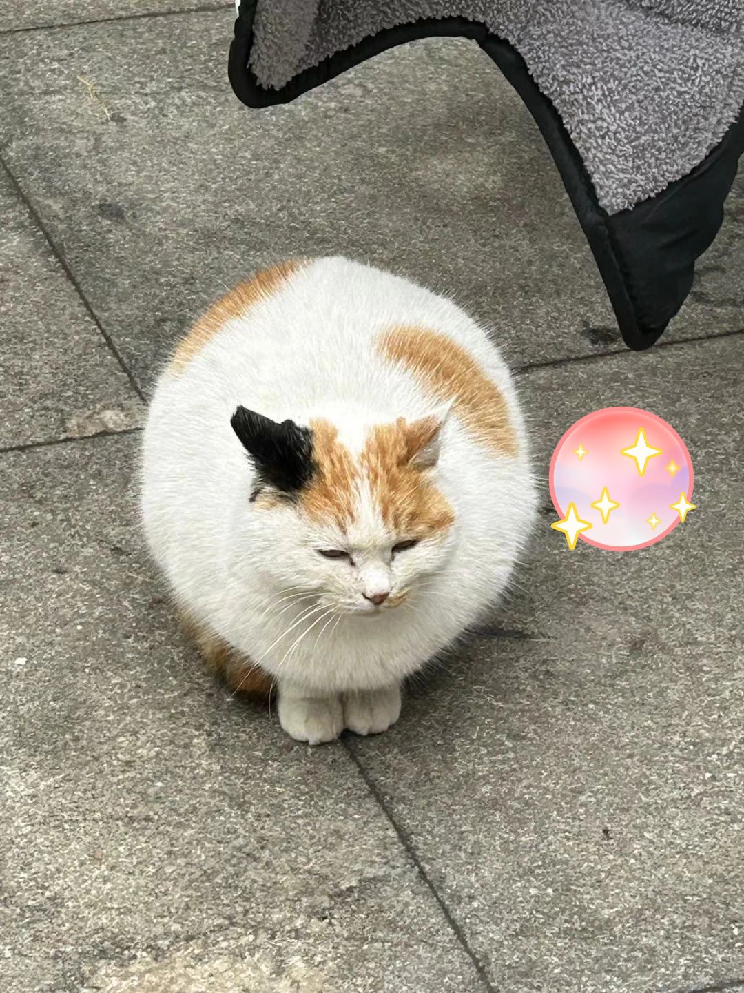 焦 球