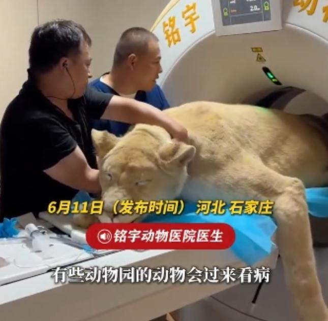 一只狮子刚刚做完治疗手术，身体还处在恢复阶段，没有力气走动跳跃，只能安静趴在笼子