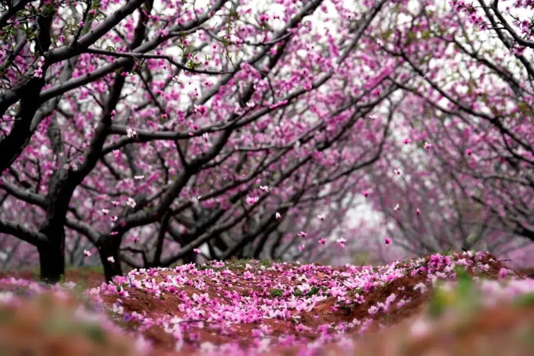 平谷的春日，宛如一场粉色盛宴！22万亩桃花绽放，景象极为壮观。这里是获吉尼斯认证