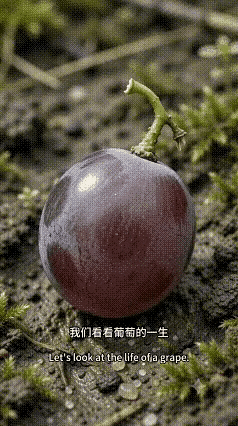 不问生死，出生时不是本人掌控，死时也不是你能掌控，一切道法自然。人生