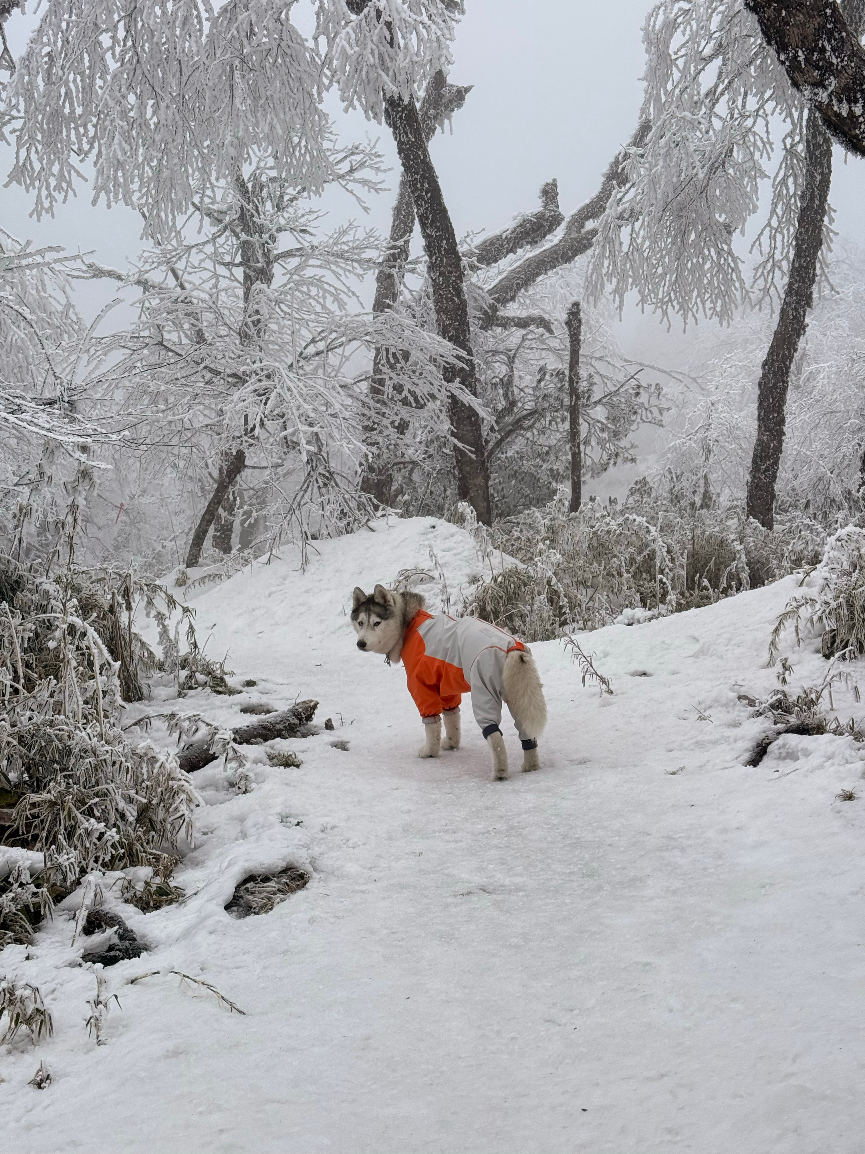 哈士奇[超话]   今年的第一场雪[哇][哇][哇]灰灰往那一坐就是帅[哇][哇
