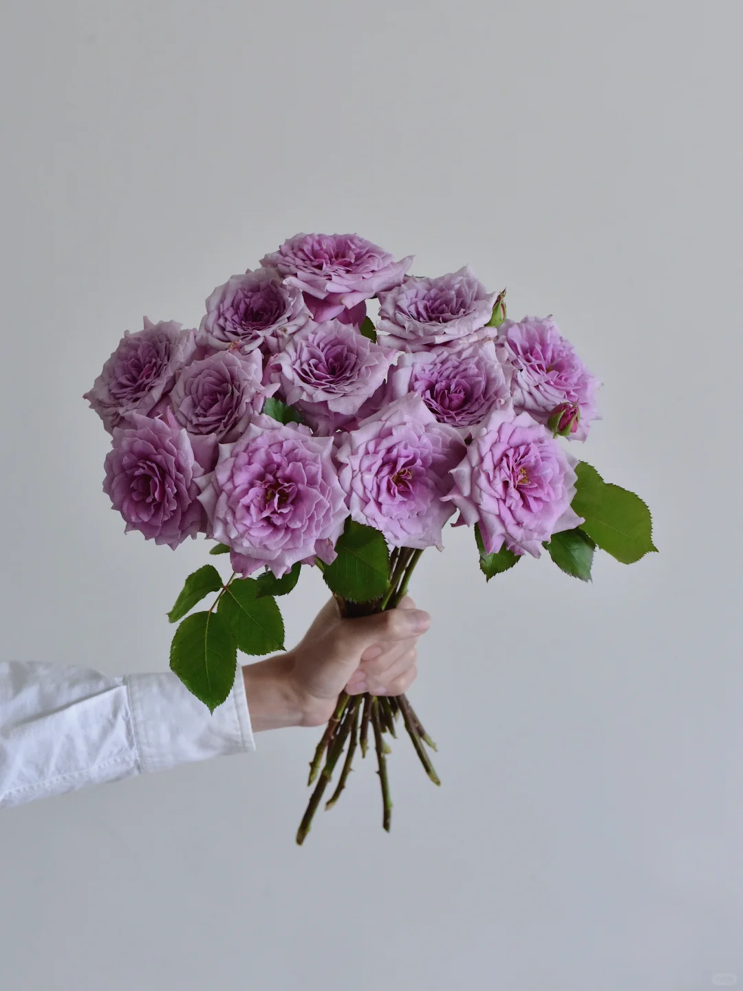 初见玫瑰园·克林克莱文