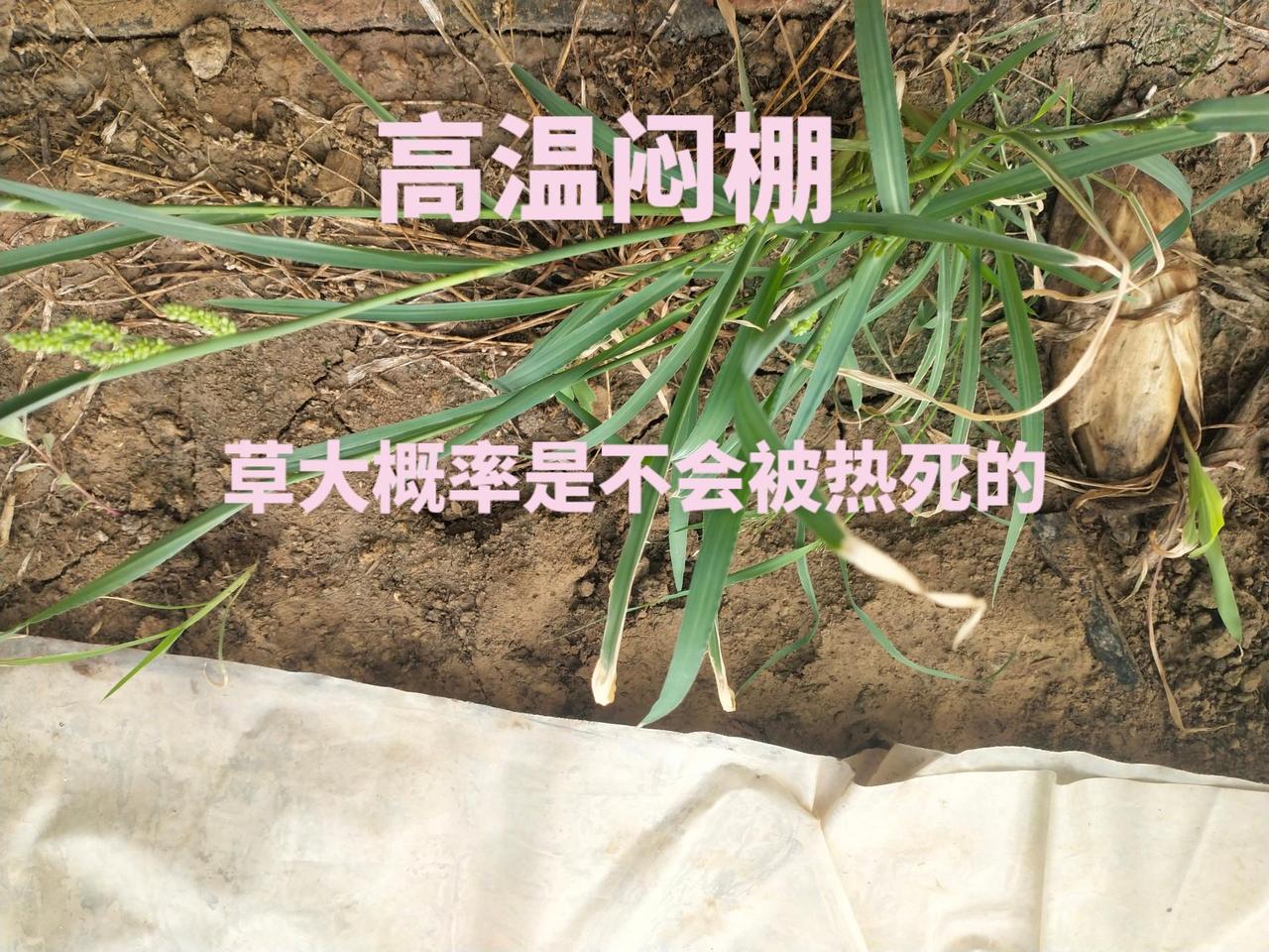 60℃+的气温，50℃+的地温，郁郁葱葱！农业种植分享