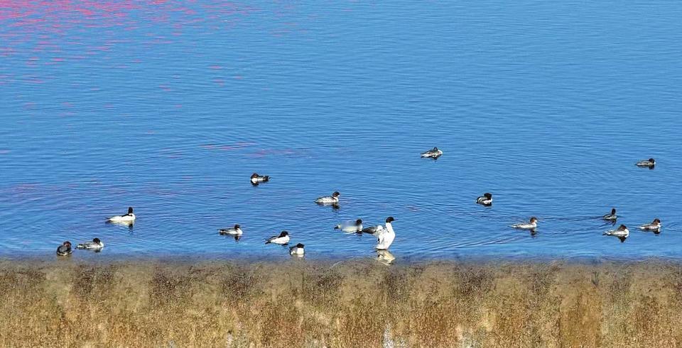 太原头条太原身边事【碧水禽踪】



1月6日，太原汾河景区漪汾桥段水域，成群水
