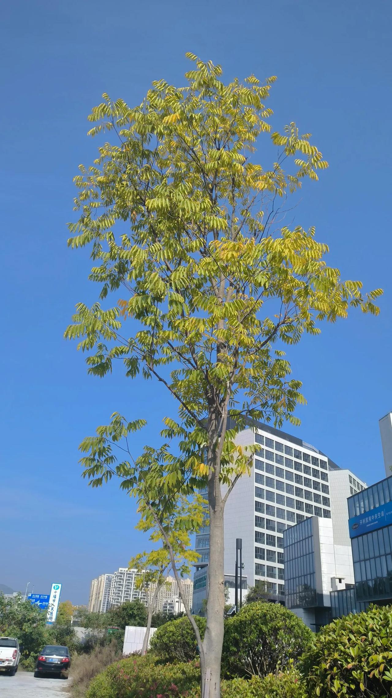 #随拍蓝天下的树#