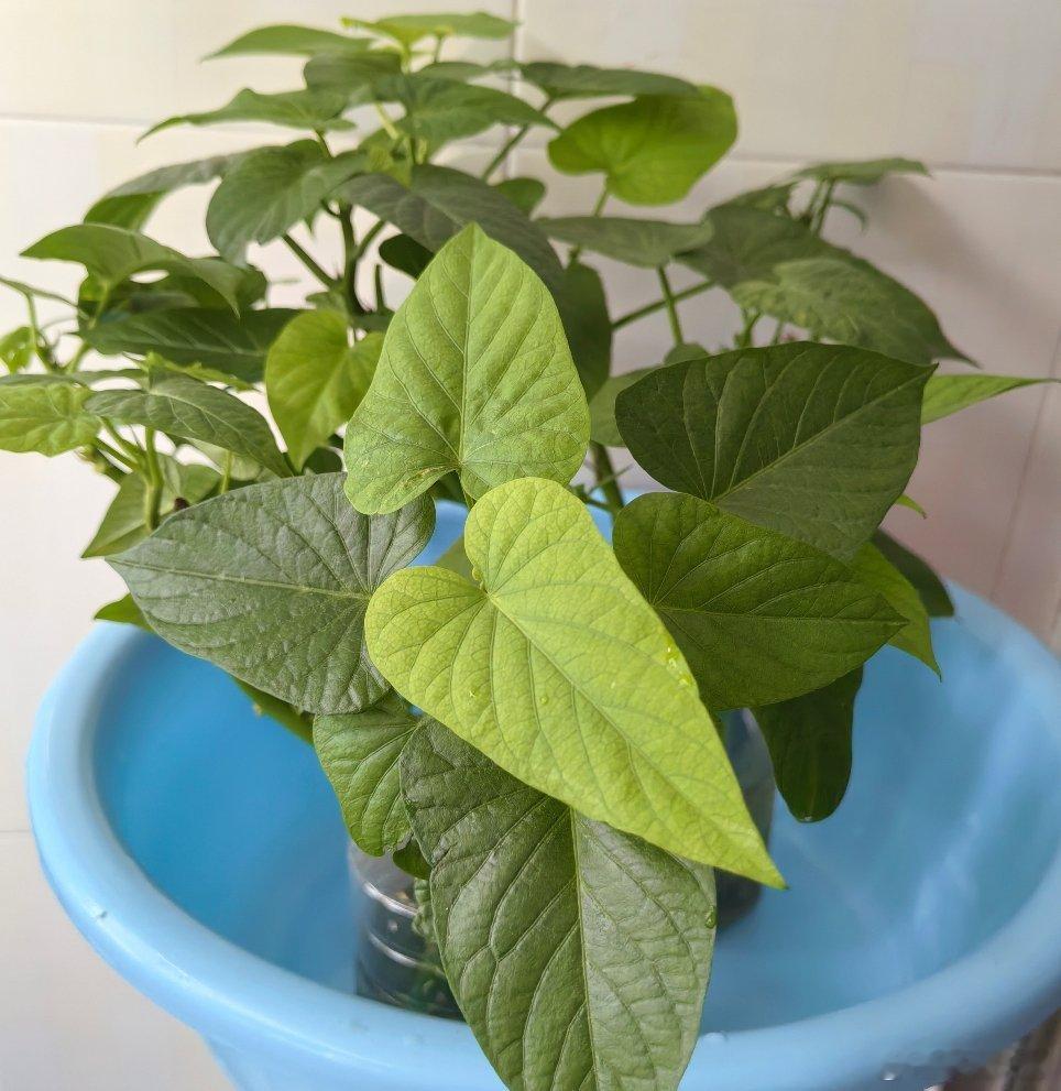 坚持本身就是一种收获，花开花落又是一季。早上好生活手记