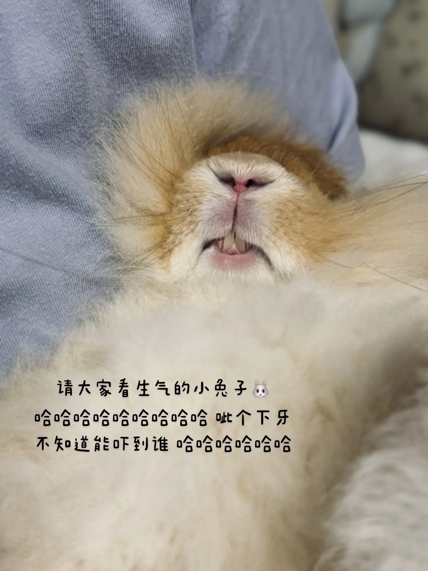 一起欣赏兔子发脾气