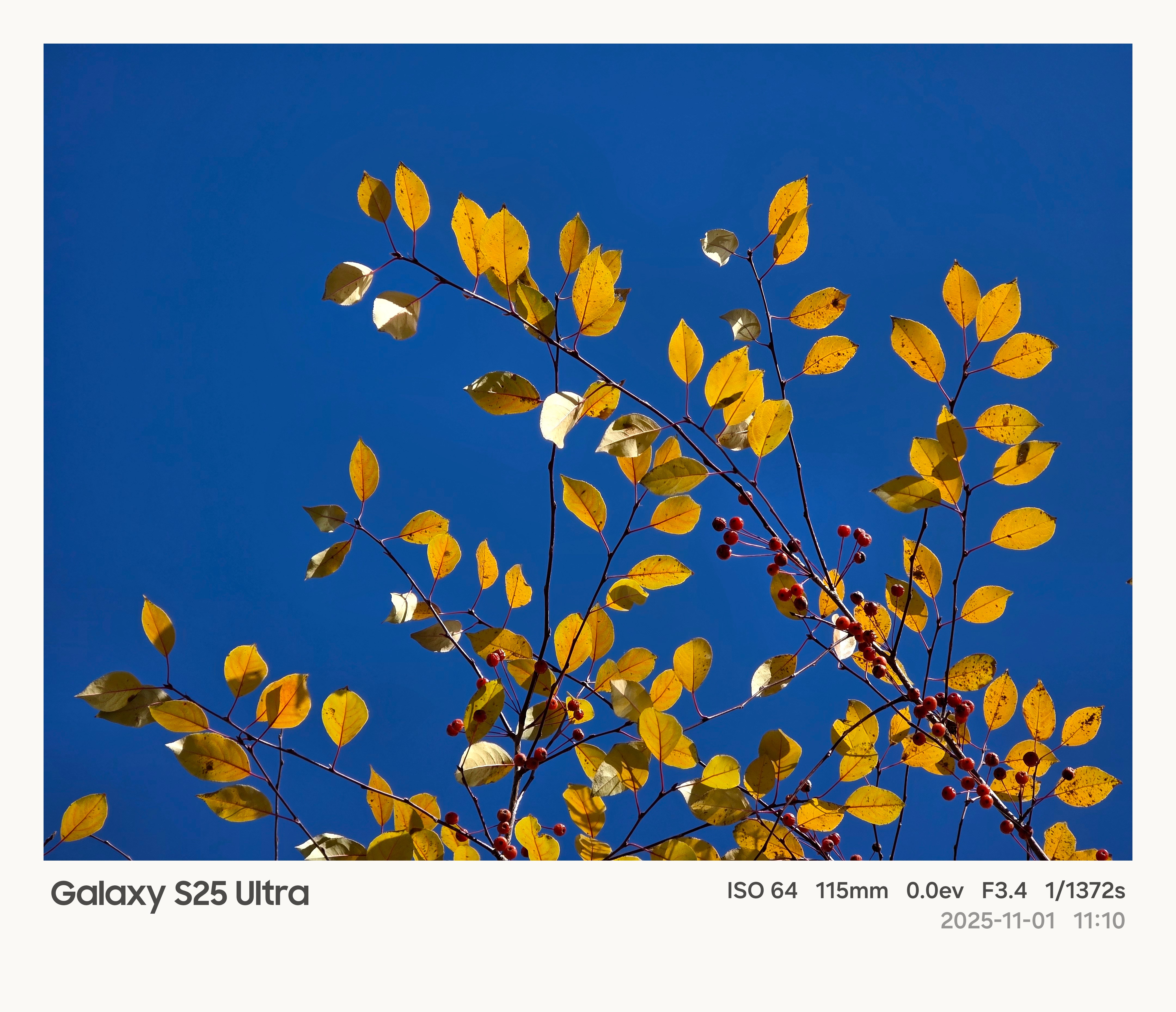 两天的时间，叶子就从黄色变成橙色，再过两天全都落光。 ​​​