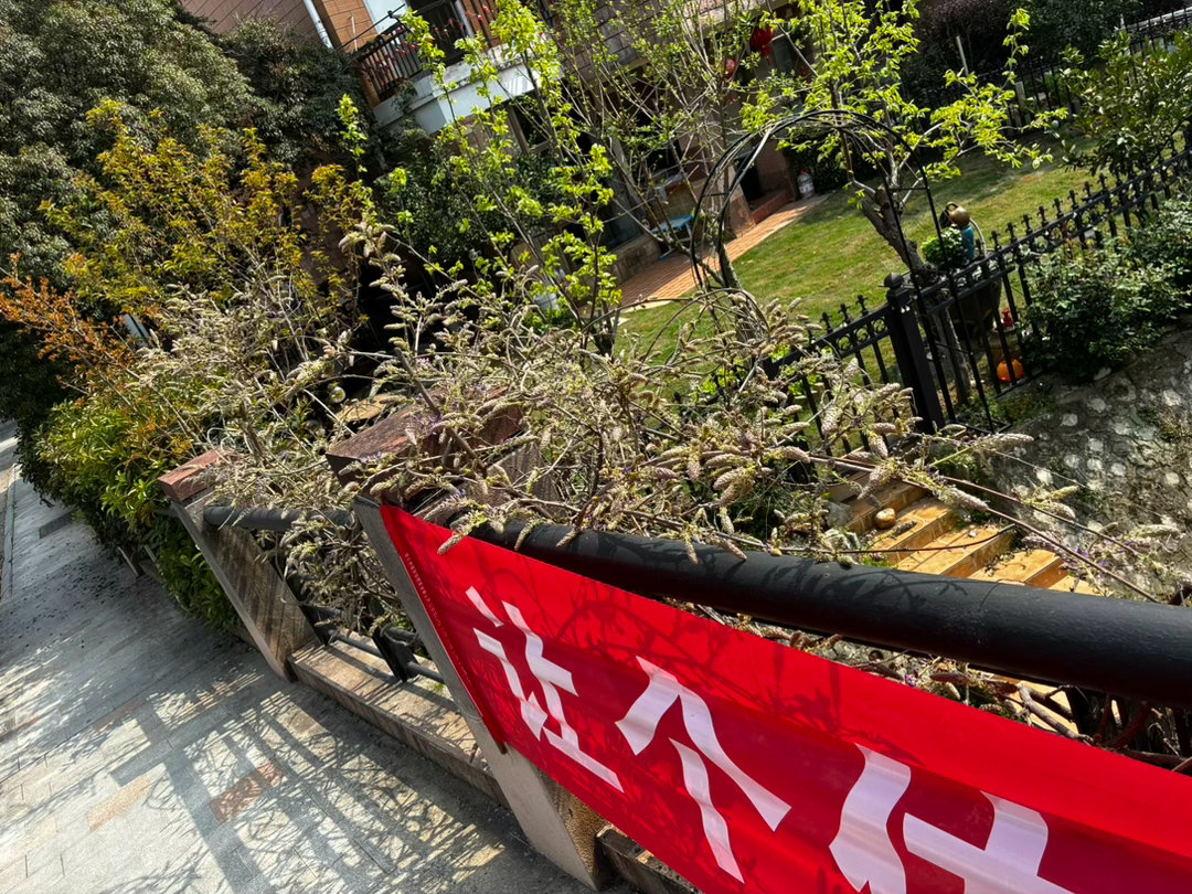 今年忘了一个事儿，忘了长春藤 