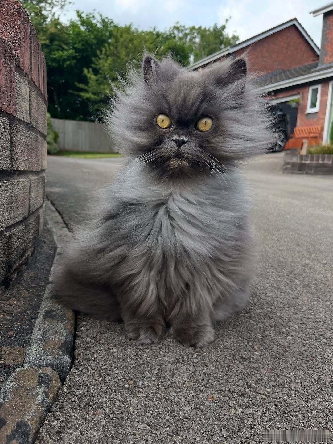 风有点大💨cr：thatcatbobbie ​​​