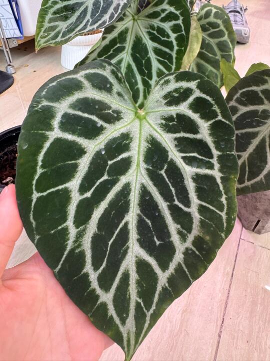 银狂2侧芽+一底座