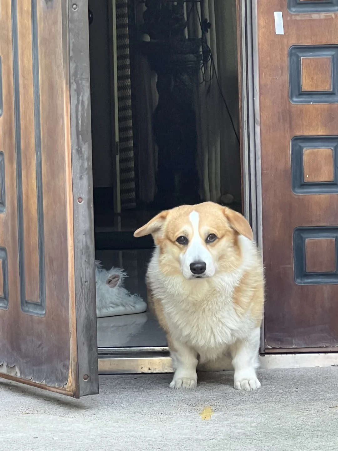 急需黄金微针一下