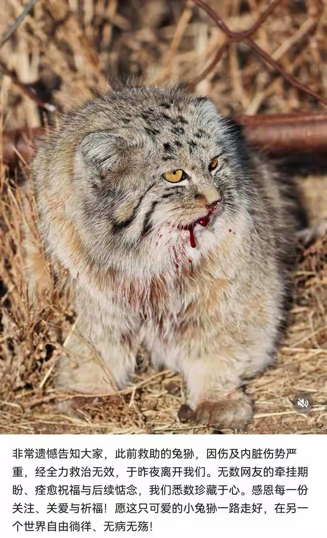 牧民称大狗为保护牛羊咬伤兔狲狗狗护主护畜是本能，牧民和救助者全力抢救兔狲也尽显善