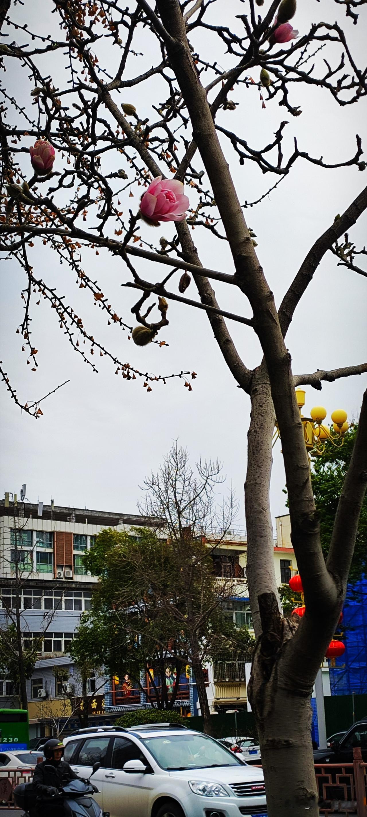 集卡领红包天汉大道两侧的玉兰花开的正好，一瞥惊鸿。一树白玉兰，一处时光清浅。在孤