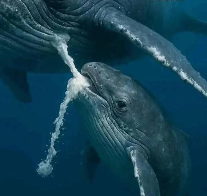 鲸奶的脂肪含量接近50%，浓稠到可以在海水中保持形态。母鲸在水下把它挤出来，直接